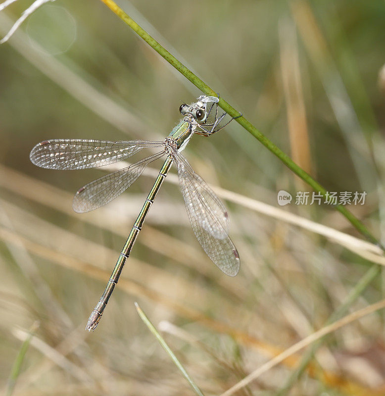 小翡翠豆娘(Lestes virens)女